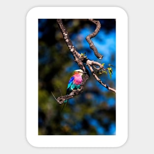 Beautiful bird Sticker